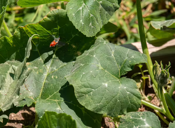 Adult squash vine borer flying near pumpkin leaves