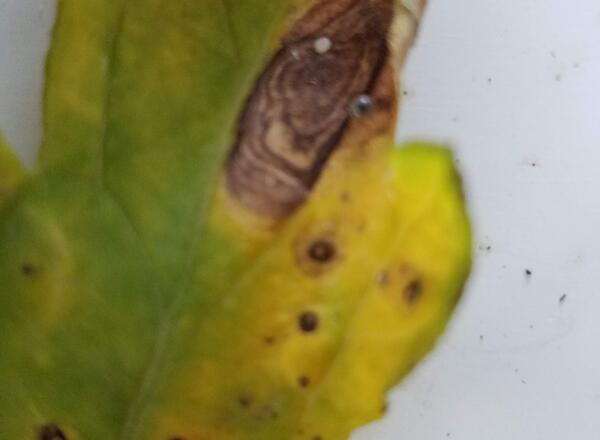 Concentric circles of early blight on tomato leaf