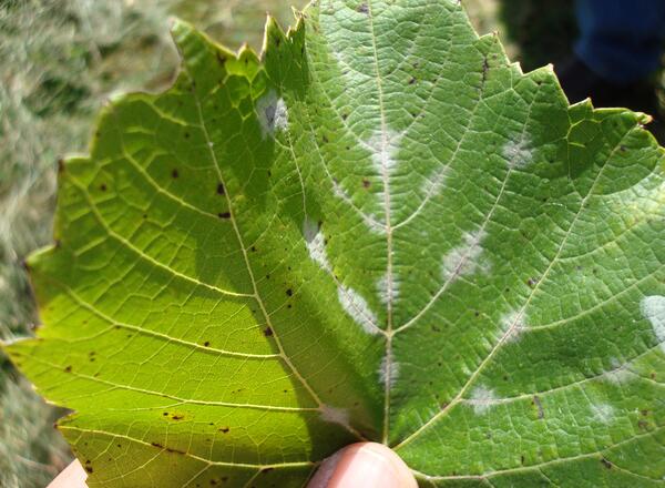 Earlier stage powdery mildew infection symptoms on grape leaf