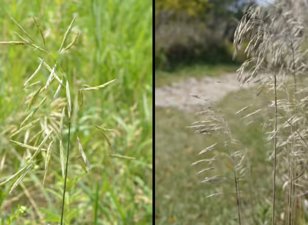 inflorescence of smooth brome in full bloom on left, and after it dries and curves to the side on right
