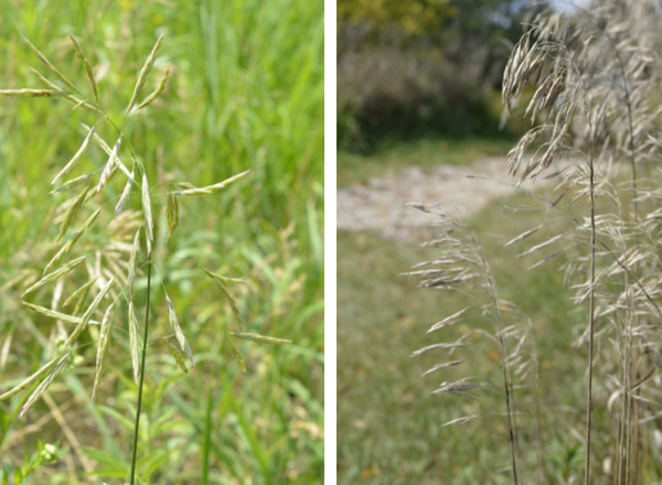 inflorescence of smooth brome in full bloom on left, and after it dries and curves to the side on right