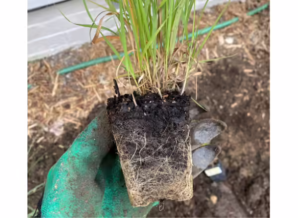 roots of native grass