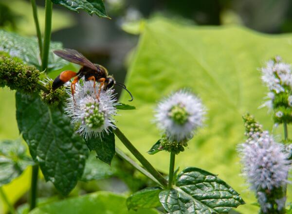 Great Golden Digger Wasp on mint