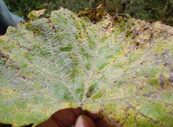 progress to late-stage powdery mildew infection on grape leaf. E. Wahle 2023.