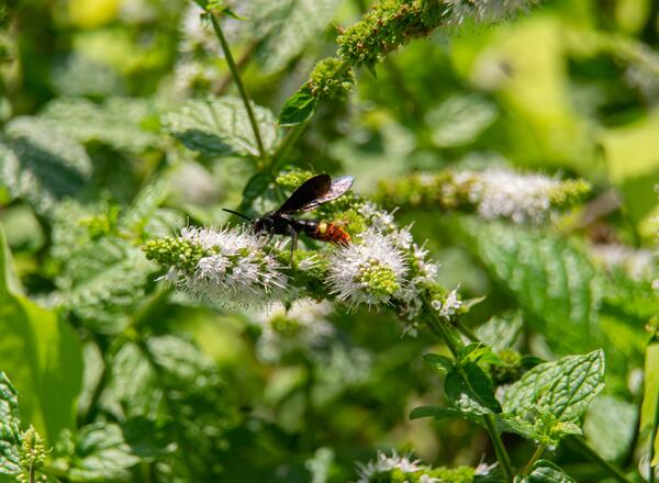 Scolia dubia, blue-winged, wasp on mint