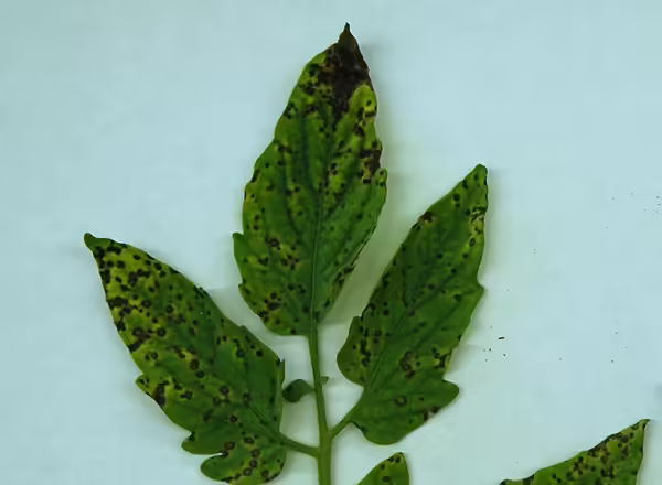 septoria leaf spot