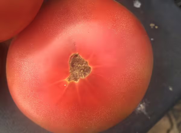 blossom end rot on tomatoes