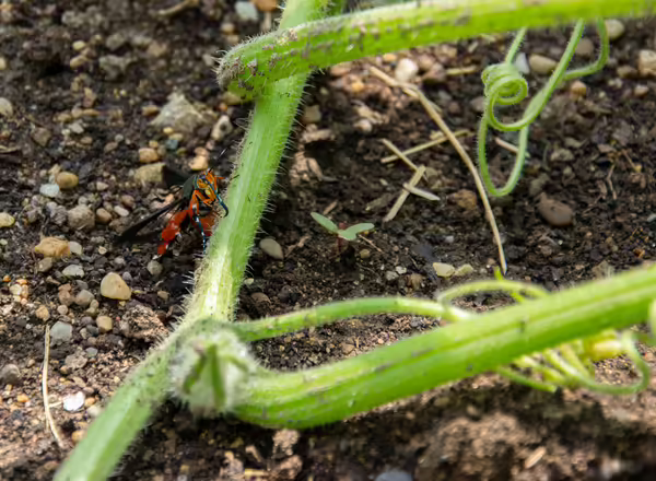 Squash vine borer laying an egg on a squash vine