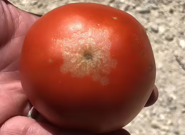 blossom end rot on tomatoes