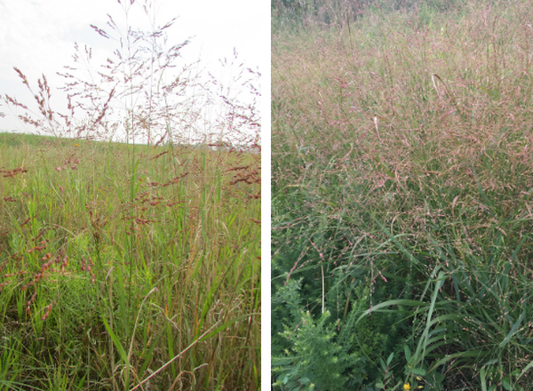 Two different views of the panicle of Switchgrass