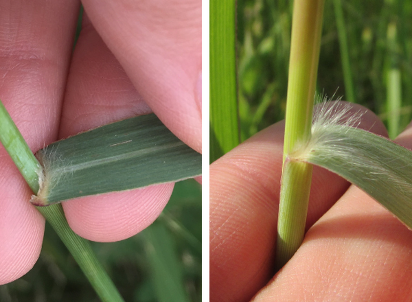 collar region of Switchgrass showing a membranous ligule and cluster of hairs at the base of the leaf blade
