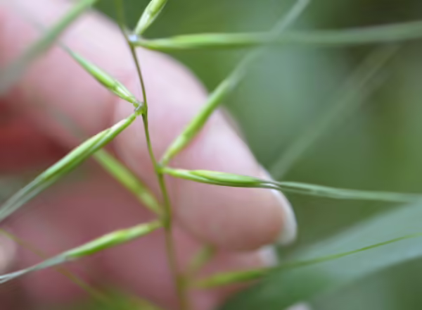 paired spikelets of bottlebrush grass