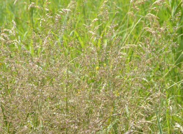 redtop grass