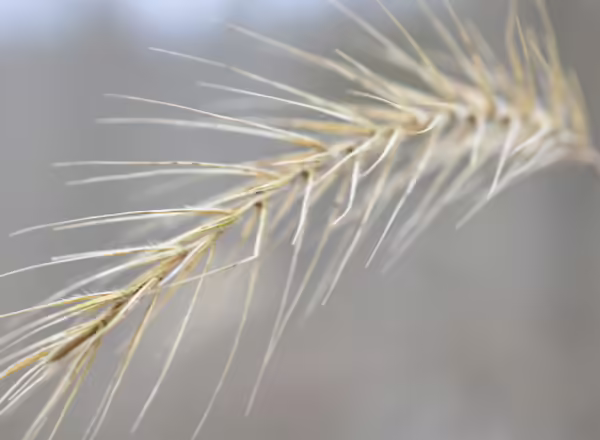 spike of silky wild rye