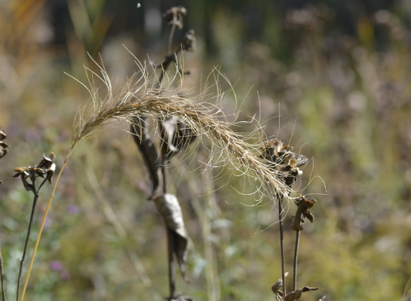 senesced inflorescence of Canada Wild Rye
