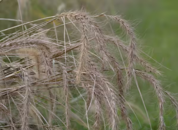 rye grasses have spike inflorescences with awns