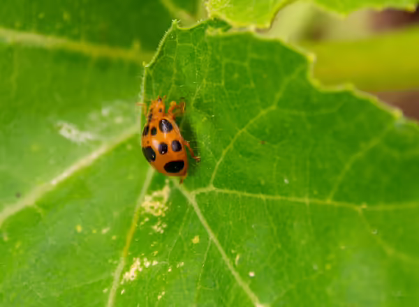 Adult squash beetle reflex bleeding