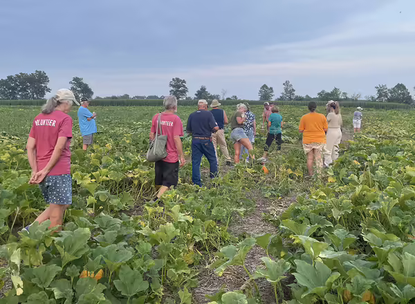 People walking in pumpkin patch