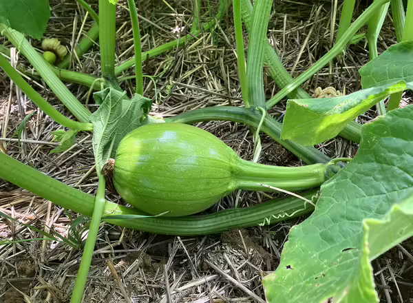 pumpkin fruit
