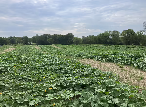 pumpkin field