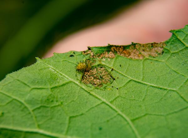 Squash beetle larva feeding on a pumpkin leaf