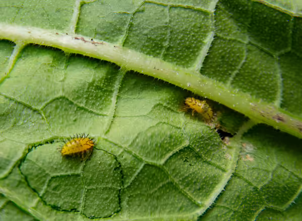 Squash beetle larvae