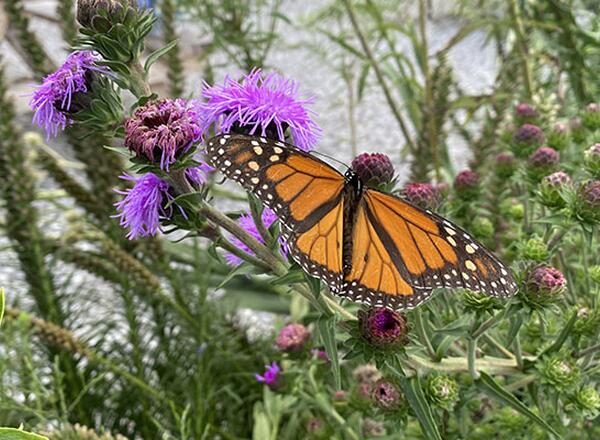 male monarch butterfly on blazing star in pollinator garden