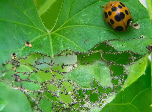 Squash beetle adult on a cucurbit leaf with feeding damage