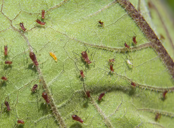 syrphid fly larva
