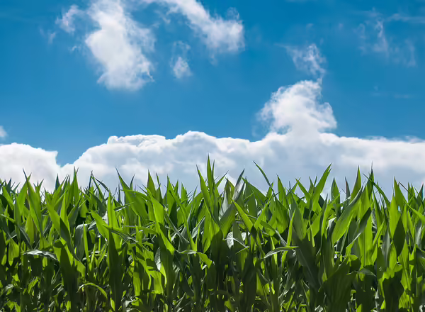 cornfield