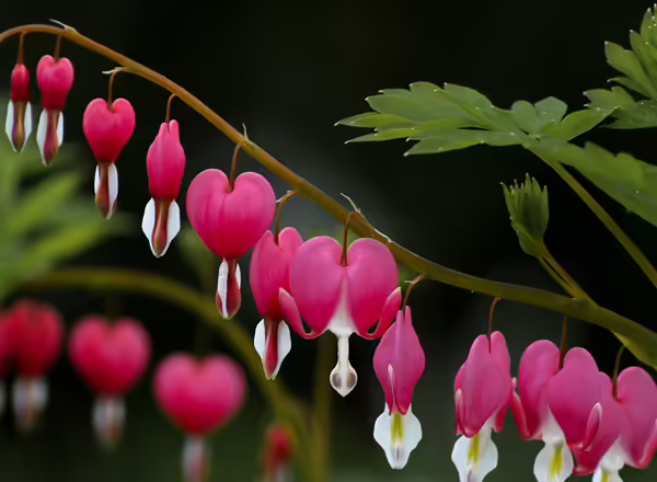 Fringed Leaf Bleeding Heart Dicentra formosa