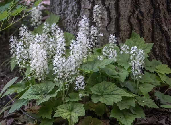 Foamflower Tiarella cordifolia