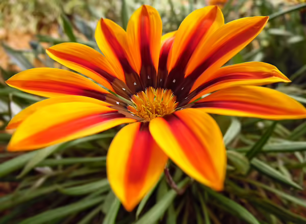 Gazania rigens