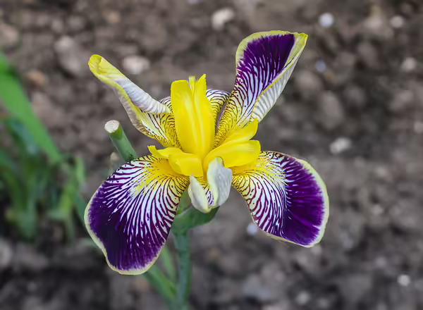 bearded iris