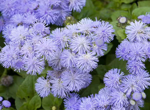 Ageratum