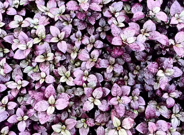 Alternanthera