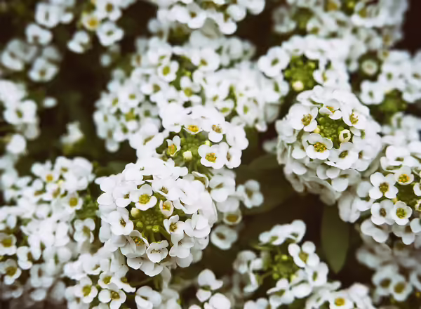 Alyssum