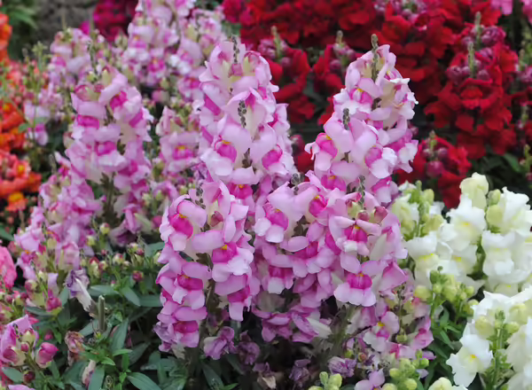 Angelonia