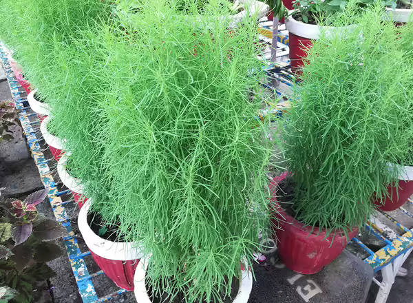 Arkansas Amsonia