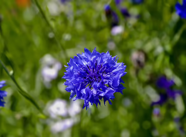 Bachelor's Button (Centaurea cyanus)