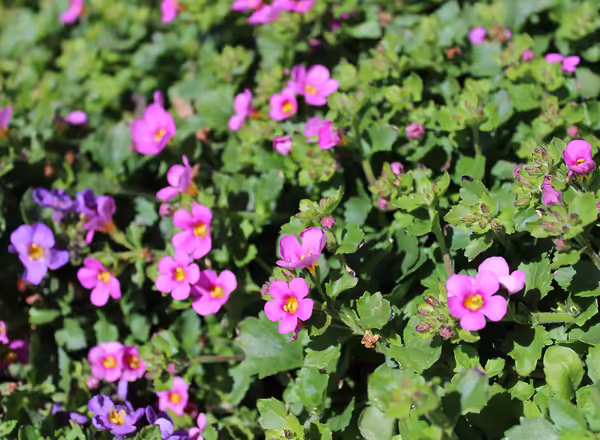 Bacopa (Sutera cordata)