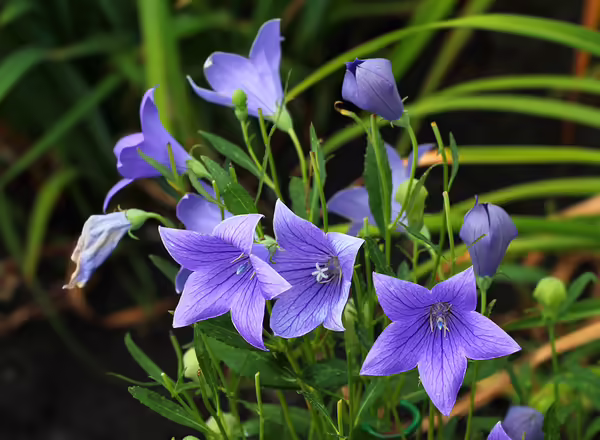 balloon flower