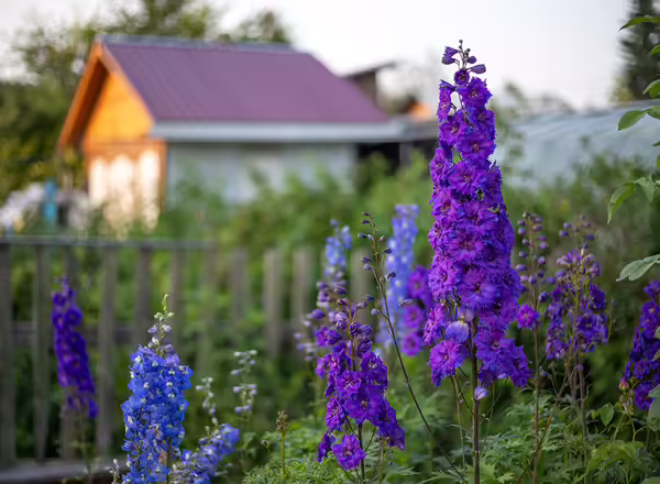 Bee Delphinium