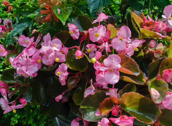 Begonia