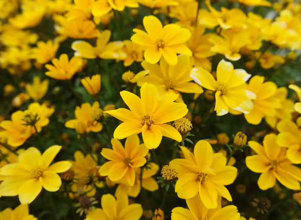 Bidens Ferulifolia