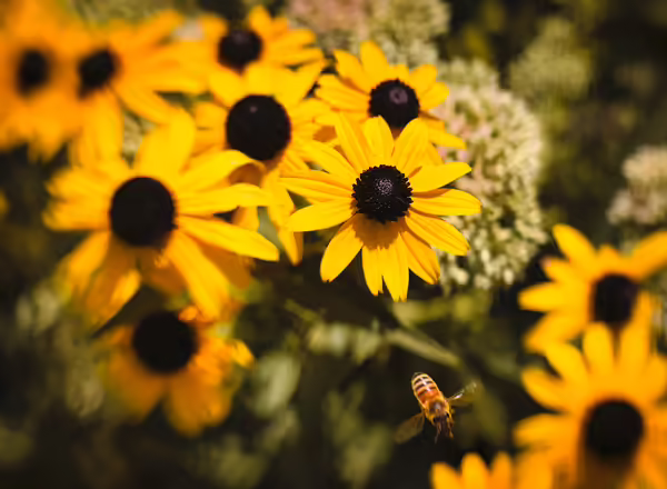 black-eye susan flowers