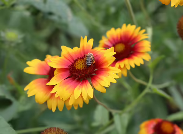 bee on blanket flower