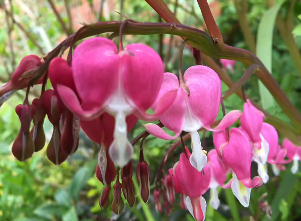 Bleeding Heart
