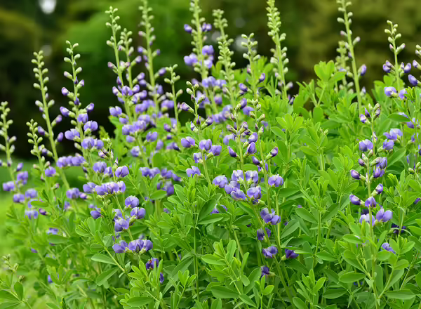 blue wild indigo
