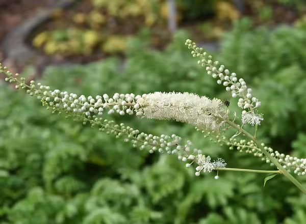 Snakeroot